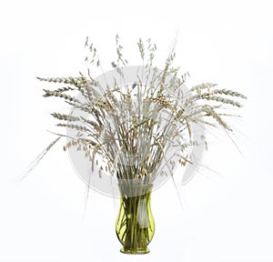 Bouquet of ripe cereal plants in a glass vase, on a white background