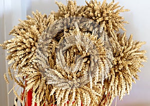 Bouquet of ripe ears of rye and wheat. Harvesting grain campaign. Autumn tradition in agriculture