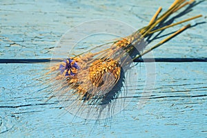 Bouquet of ripe grass and cornflower on the wooden table