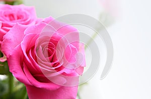 Bouquet of rosa roses photo