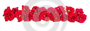 Bouquet of roses arranged to form of a border or design element for floral themes