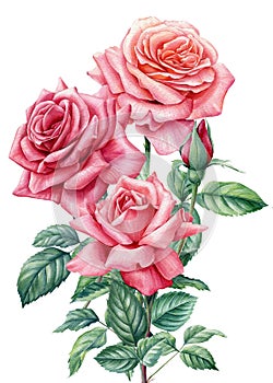 Bouquet roses on isolated white background, watercolor illustration, floral design
