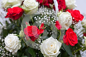 A bouquet of roses. Red and white roses i garden