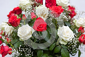 A bouquet of roses. Red and white roses i garden