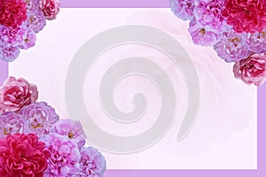 bouquet of roses from three corners placed on pink frame, blur pink rose flower background, nature, object, decor, card, love,