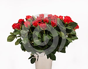 Bouquet of roses in white background, croped version, Big bouquet of red roses, anniversary bouquet, many red roses isolated in