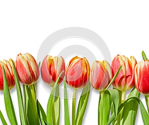 Bouquet / row of red tulips isolated on white background