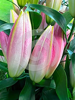 Bouquet of royal lily buds with leaves.