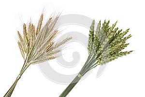 Bouquet of rye and wheat