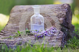 bouquet Salvia pratensis, meadow clary or meadow sage purple flowers near bottle of medicine on stump in forest on a background of