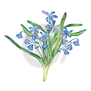 Bouquet of Scilla bifolia blue forest flowers. photo