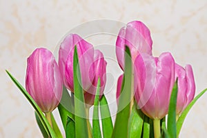 Bouquet of seven pink tulips closeup. card for March 8.neutral indoors background