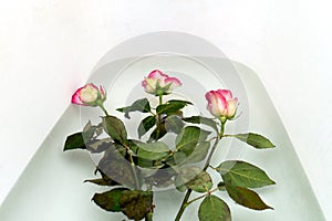 Bouquet of slightly faded roses is placed in the bath to revive the flowers