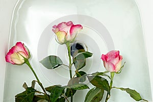 Bouquet of slightly faded roses is placed in the bath to revive the flowers