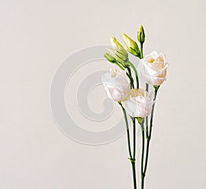 bouquet with small buds of white roses flowers