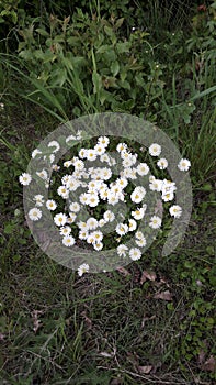 Bouquet of small chamomiles in nature