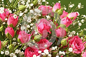 Bouquet of small pink roses on a green background.