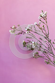 Bouquet of small white flowers on the branches on the pink background