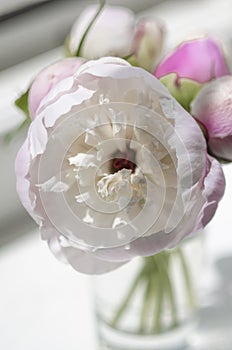 Bouquet of small white and pink peonies in a glass bowl on a light window background in a bright sunny day with a falling shadow.