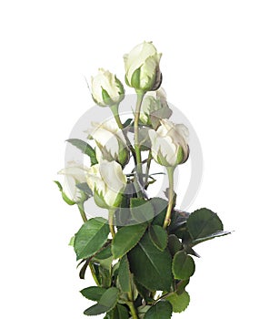 Bouquet of small white Roses isolated on white background