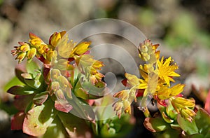 Bellissimo giardino roccioso pianta fiori 