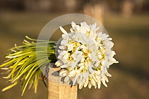 Bouquet of snow drops