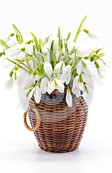 Bouquet of snow drops tied with red and white string on white background  first of march celebration martisorbouquet of snow drops