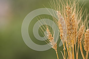 Bouquet of spikelets of ripe wheat on a blurred green background close up