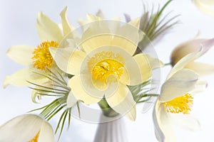 Bouquet of spring flowers. Delicate snowdrops in a white vase on a white background. Close-up view from above