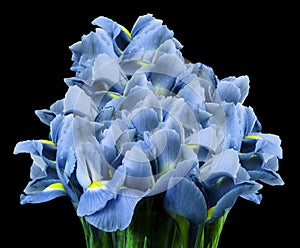 Da primavera fiori da la luce blu iris sul nero. 