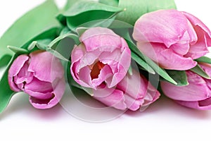 Bouquet of spring flowers, pink tulips on white background close up - holiday card for 8 march, Valentine day or mother`s day