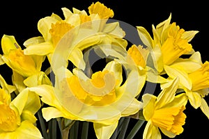 Bouquet of spring flowers of yellow jonquil on black background, close up