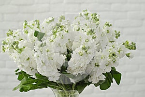 Bouquet of a spring mattiola.