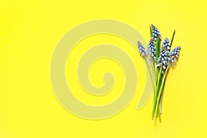 Bouquet of spring muscari flowers on color background