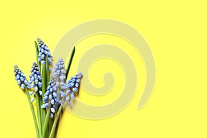 Bouquet of spring muscari flowers on color background, top view