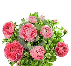 Bouquet of spring pink ranunculus
