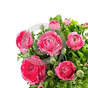 Bouquet of spring pink ranunculus
