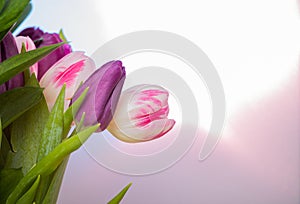 Bouquet of spring tulips . Concept of flowers for Valentine`s Day , mother `s Day or March 8