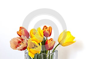 bouquet of spring tulips on a white background with space for text. red and yellow flowers in a transparent vase