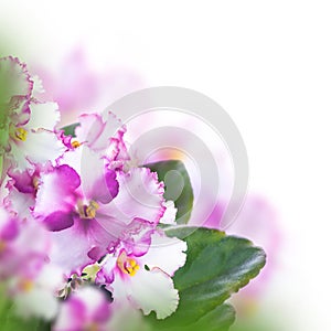 Bouquet of spring violets photo