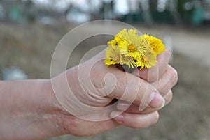 A bouquet of spring yellow flowers in a woman`s hand