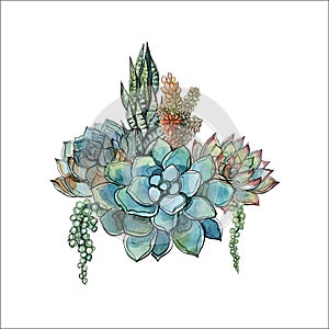 Bouquet of succulents. Flower arrangement for design. Watercolor. Graphics. Vector