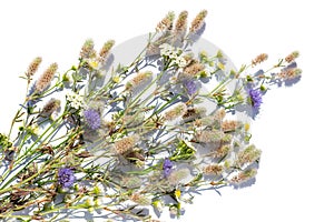 A bouquet of summer flowers and herbs on a white background in bright light. Isolated summer bouquet. Flat lay