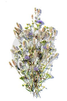 A bouquet of summer flowers and herbs on a white background in bright light. Isolated summer bouquet. Flat lay