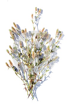 A bouquet of summer flowers and herbs on a white background in bright light. Isolated summer bouquet. Flat lay