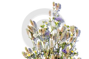 A bouquet of summer flowers and herbs on a white background in bright light. Isolated summer bouquet. Flat lay