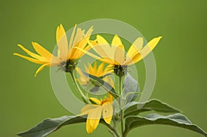 A bouquet of summer sunflowers