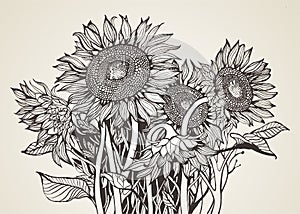 Bouquet of sunflowers