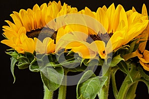 Bouquet of sunflowers on a black background