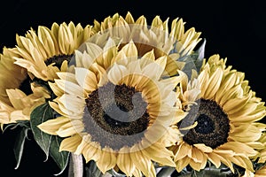 Bouquet of sunflowers on black background in vintage style close-up